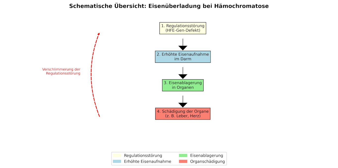 Die Vorgänge bei einer Hämochromatose